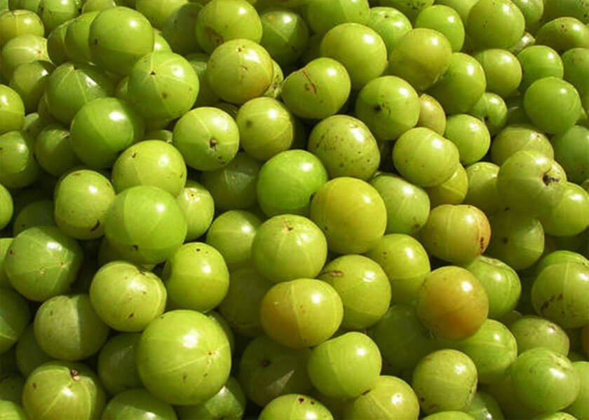 Fresh green Amla fruits, highlighting this traditional Ayurvedic fruit valued for its antioxidant properties and overall wellness support.