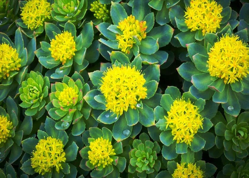 Rhodiola Rosea Roots and green leaves on a natural wooden surface, highlighting this adaptogenic herb traditionally used to support energy, focus, and endurance.