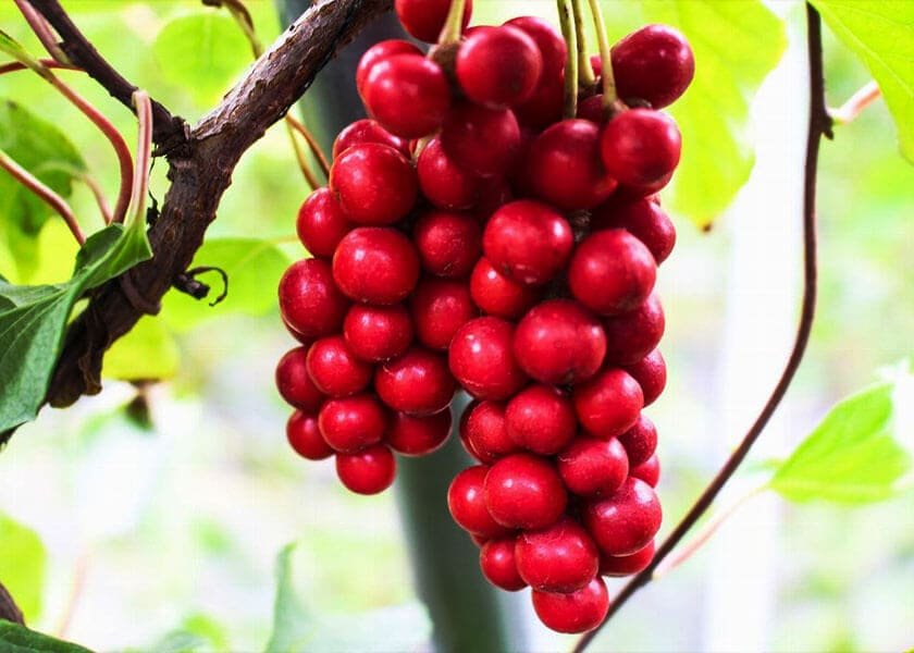 Red Schisandra berries and green leaves, highlighting this traditional fruit valued for supporting vitality, balance, and resilience to stress.